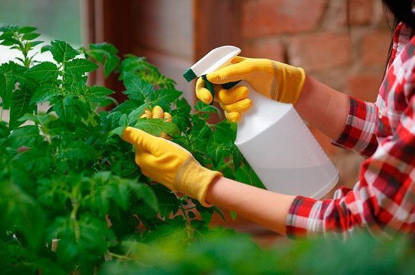 Conoce los mejores plaguicidas naturales para tus plantas