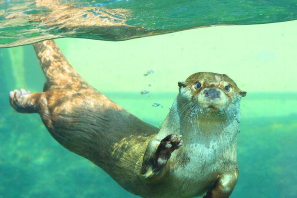 ¡Datos curiosos que no conocias de las nutrias de río!