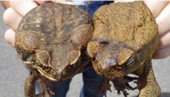 ¿Es tóxico el sapo bufador para el ser humano? ¡Aquí te lo decimos!