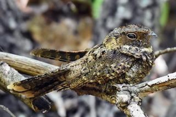 ¿Qué hacer si se estrella un ave tapacaminos en tu casa? Aquí te lo decimos!