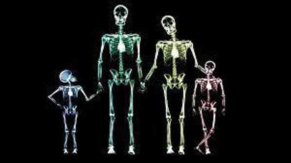 ¿Sabés cuantos huesos tienes? ¡Aquí te lo decimos!