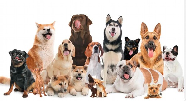 ¿Sábes que raza de perro te asigno el universo según tu mes de nacimiento? ¡Aquí e lo decimos! 