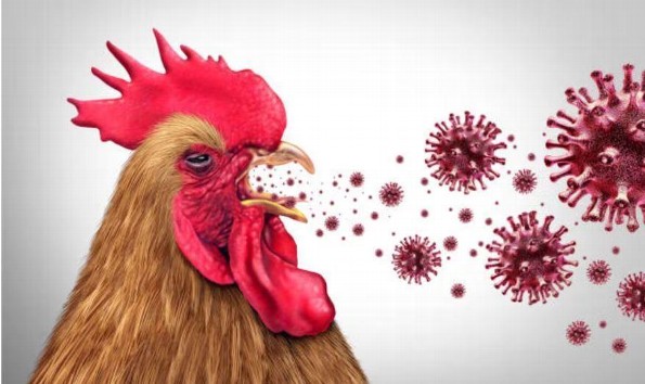 ¿Tienes aves en casa? Enfermedades transmitidas por las aves ¡Toma tus precauciones!