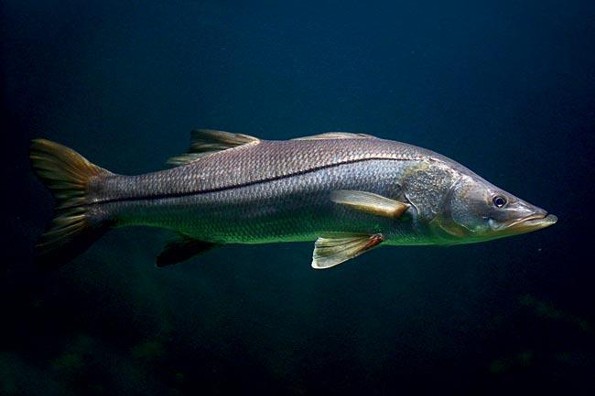 ¡Datos curiosos que no sabias de este manjar del mar! ¡El robalo!
