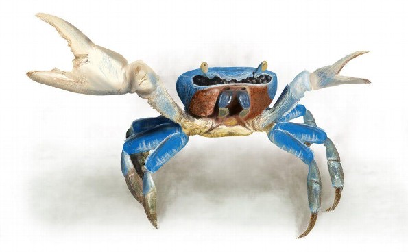 ¡Datos del rey del manglar jarocho! ¡El cangrejo azul! 