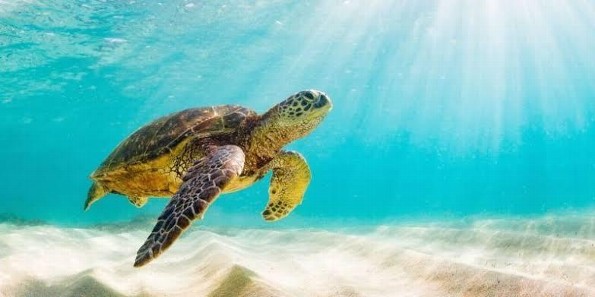 Día Internacional de la Tortuga: Un Llamado a la Conservación