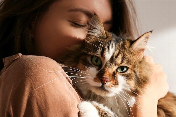 Los gatos pueden distinguir a su dueño sólo con el olfato