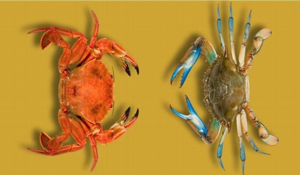 ¿Conoces la diferencia entre jaiba y cangrejo? ¡Aquí te la decimos!