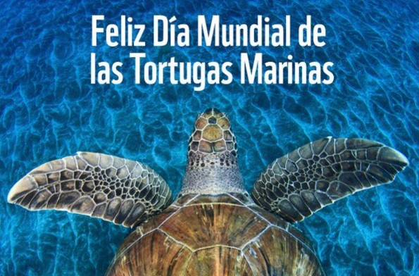 16 de junio día de las tortugas marinas ¡Curiosidades y datos que no conocias de estos dinosaurios vivientes!