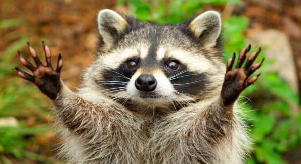Piden no alimentar mapaches en Veracruz por ésta razón 