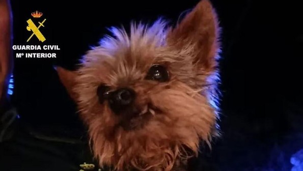 Un héroe de cuatro patas: el pequeño Lucas salva a su dueño tras una aparatosa caída