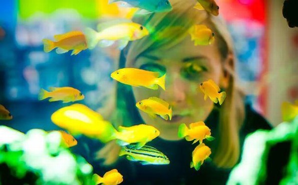 ¿Conocías los beneficios de tener un acuario en casa? ¡Aquí te los decimos! 