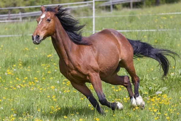 ¿Sabías que en julio se celebra el Día Internacional del Caballo?