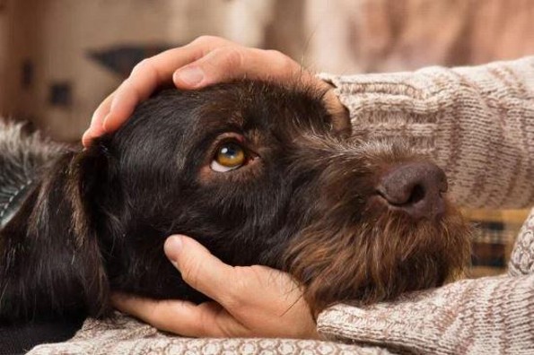¿Existe la depresión en los perros? ¡Aquí te decimos como apoyar a tu amigo canino! 