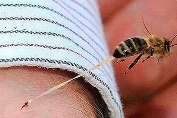 ¿La picadura de una abeja causa más muertes que la de alacrán o mordida de serpiente?