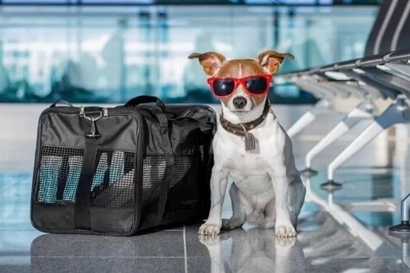 ¿Quieres viajar con tu mascota por avión o autobús? Esto te interesa