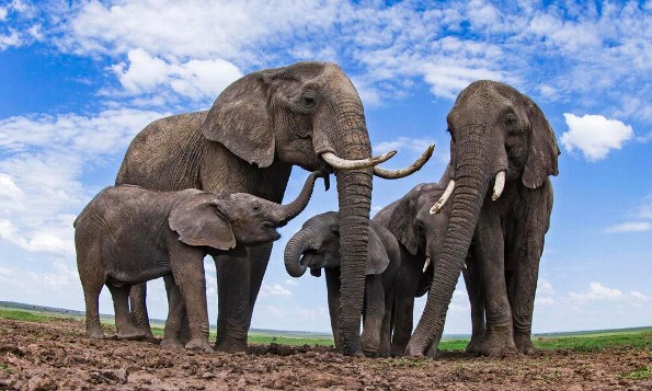 12 de agosto día mundial del elefante  ¡Aquí datos curiosos que no conocias de ellos! 