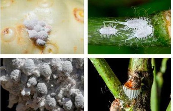 ¡Como eliminar de tus plantas la molesta cochinilla!