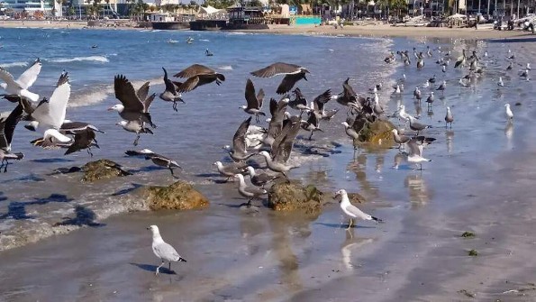 Día Mundial de las Aves Playeras: Celebrando la Diversidad y Conservación
