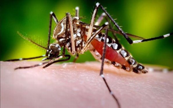 Misterios y datos fascinantes de los mosquitos que debes conocer 