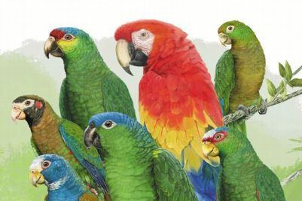 ¿Es ilegal tener un perico o loro mexicano en casa? Lo que dice la Ley General de Vida Silvestre