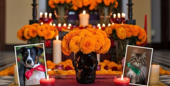 Tradición en el Día de Muertos: El 27 de octubre, cuando las mascotas regresan ¿Qué poner en su altar?