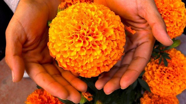 Más allá de la ofrenda: los sorprendentes usos del cempasúchil ¿Los conocías? 