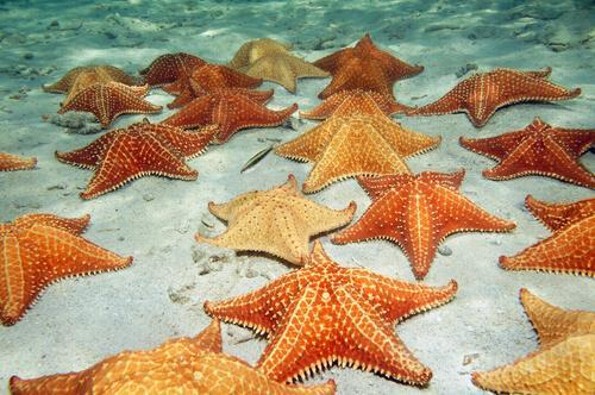 ¿Sin sangre y con ojos en cada brazo? Las curiosidades extremas de las estrellas de mar