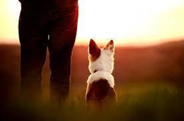 El proceso de duelo tras la pérdida de una mascota: Qué esperar y cómo manejarlo