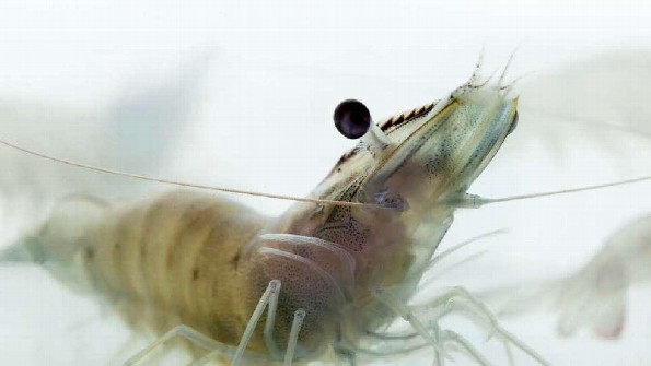 ¡Más allá del ceviche! Los secretos mejor guardados de los camarones que te sorprenderán