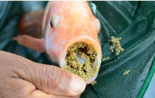 El pez de San Pedro: Datos curiosos de la mojarra tilapia un pez con historia bíblica