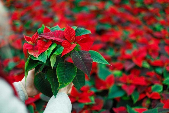 Guía esencial: Todo lo que debes saber antes de comprar tu flor de Nochebuena