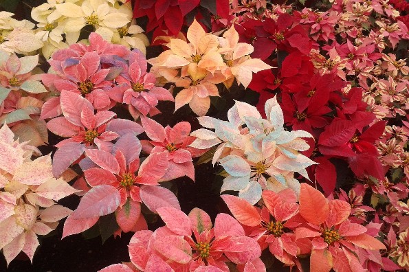 8 de diciembre día Nacional de la Nochebuena: Historia y simbolismo de la flor navideña de México