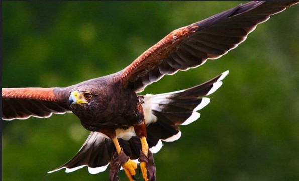 ¿Águila o lobo? Descubre los datos curiosos de la única ave rapaz que caza en grupo 