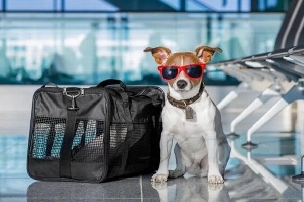 ¿Planeas viajar al extranjero con tu mascota? Este es el trámite que debes hacer 