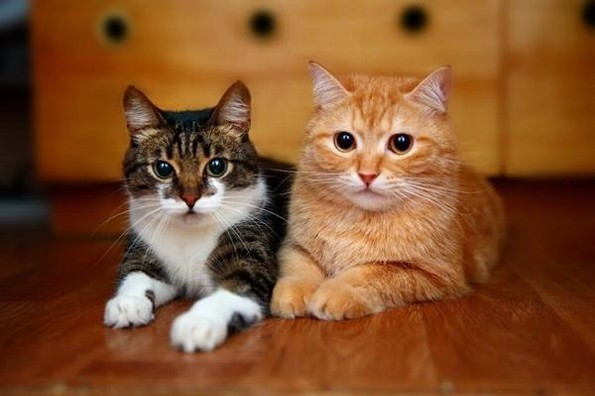 Revelan que los gatos tienen las claves para entender el cáncer de mama humano 