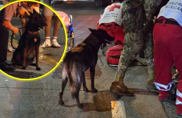 La lealtad de Romel: no se separó de su dueño tras accidente en Veracruz