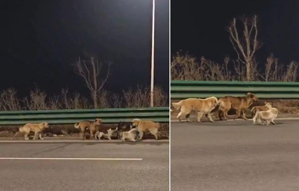 VIRAL: Siete perros robados escapan de sus captores y regresan solos a casa (+video)