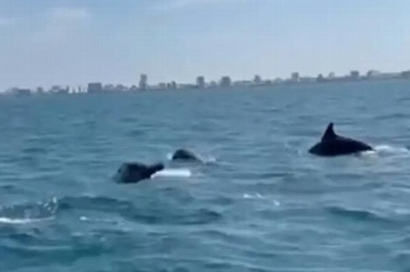 ¡Chulada! Captan delfines frente a las costas del puerto de Veracruz (+video)