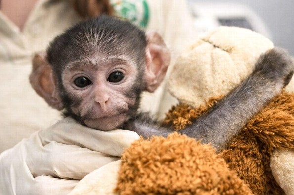 Conoce a Yuji, el mono bebé rechazado por su madre que hoy derrite las redes