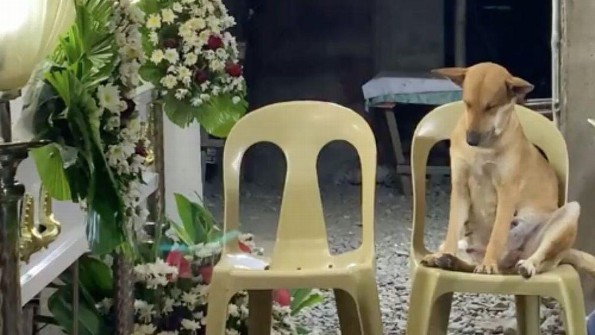 Este perrito conmovió redes por su lealtad durante el funeral de su dueña (+video)