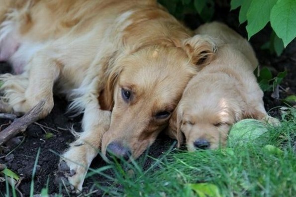 ¿Tu perrita tendrá cachorros? Estos cuidados son clave para protegerla