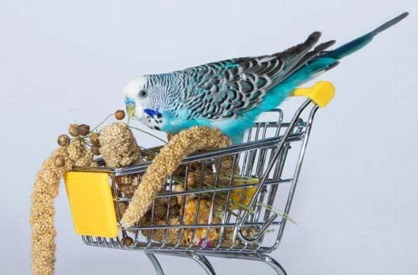 ¿Solo semillas y mazorca? ¡Lo que tu Loro debe y no debe comer! Aquí te lo decimos