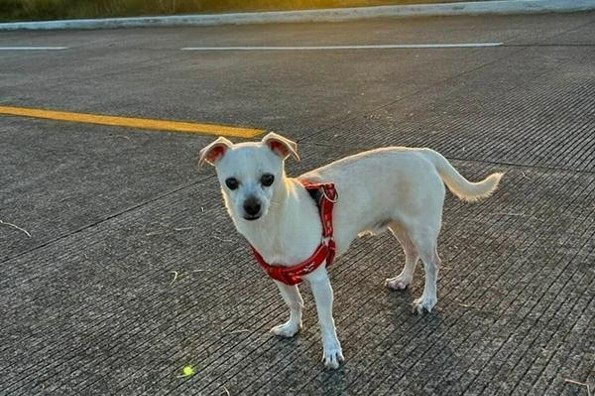 Día Mundial del Perro: Nuestra mejor compañía y amor incondicional 