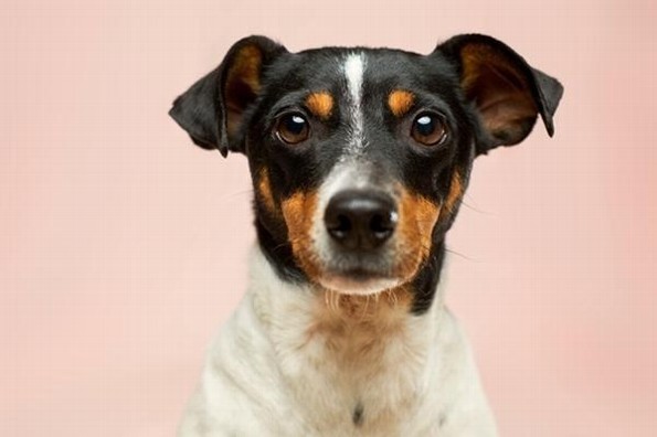 ¿Quieres adoptar un perro? Checa qué debes de tomar en cuenta