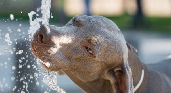 Tips para mantener hidratado a tu perro en esta ola de calor