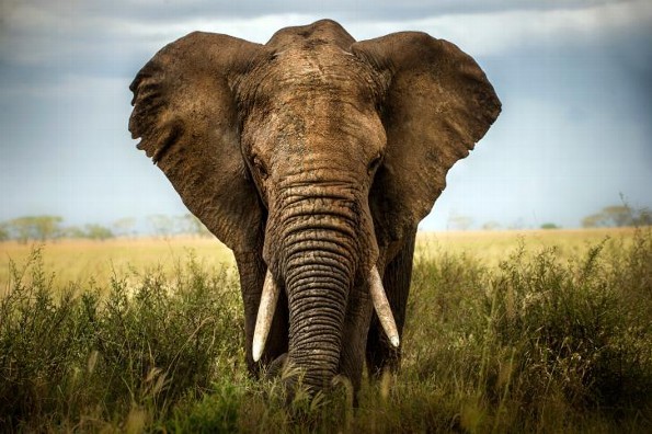 12 de agosto día mundial del elefante: ¡Datos sorprendetes de estos gigantes trompudos!