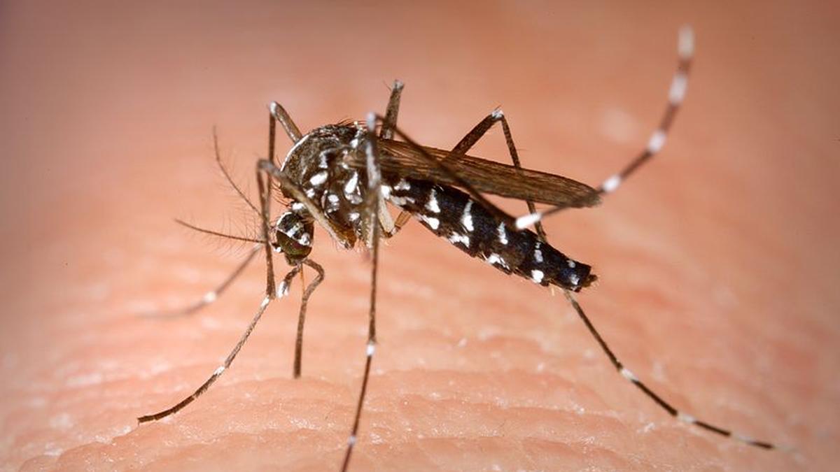 Sangre, picazón y drama: Los secretos más tóxicos de los mosquitos
